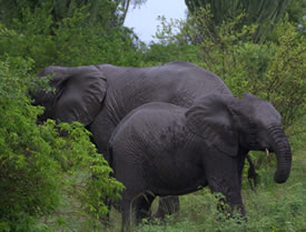 Game Viewing Safaris