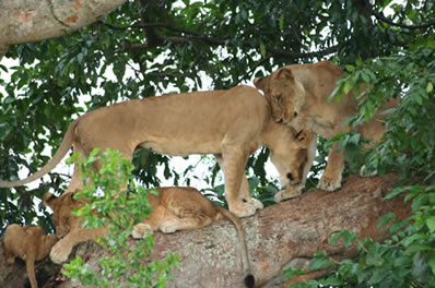 Ishasha Tree Lions