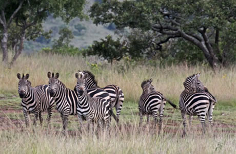 Rwanda Wildlife safaris