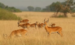 Wildlife Safaris