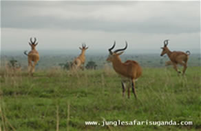 impala