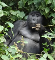 Gorilla-Tracking