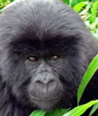 Cheap Gorilla Tours