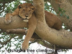 tree-climbing-line