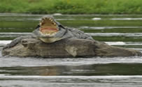 nile-crocodile