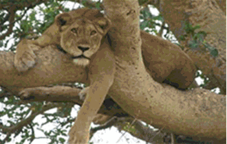 Wildlife Safaris in Uganda