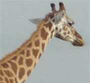 cheap Uganda safaris