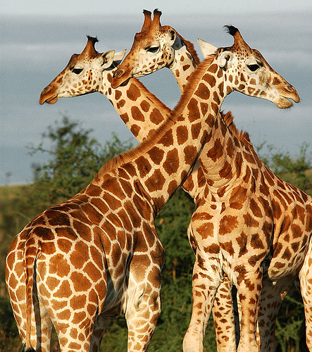 Game Viewing