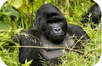 gorilla-safaris
