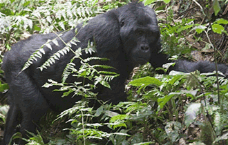 Gorillas in Uganda, Rwanda and Congo