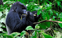 Gorilla Trekking, Rwanda Gorilla Safari