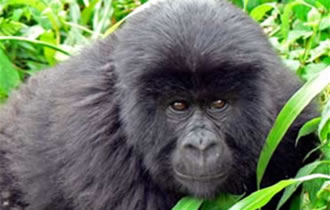 Rwanda Gorilla Trekking Tours