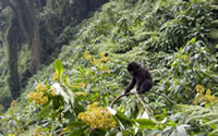 Rwanda Gorilla safari & Golden Monkey Tracking