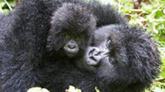 Gorillas in Bwindi Forest, Uganda