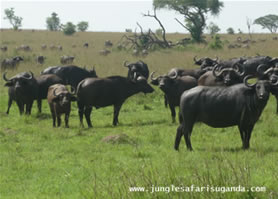 buffaloes