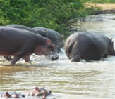 Cheap Uganda safaris