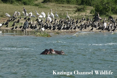 Cheap Uganda Safaris