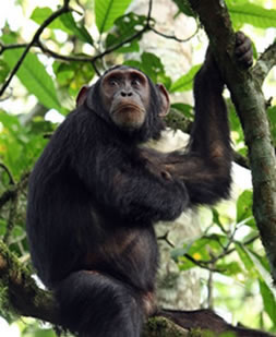 Uganda Primates Tour