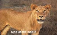 lion