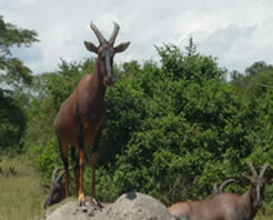 game-viewing