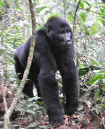 gorilla-tracking