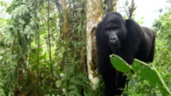 Mountain Gorilla, Bwindi Forest in Uganda