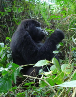 Uganda Gorilla Safaris
