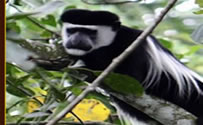 primates-tracking-nyungwe