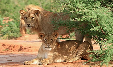 Queen Elizabeth Lions
