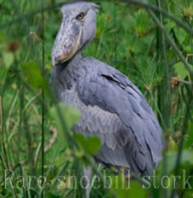 Uganda Birding Trips