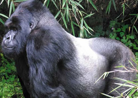 Uganda Gorilla safaris