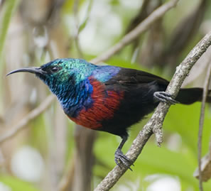 Affordable Birding Trips Uganda