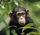 primates-trek