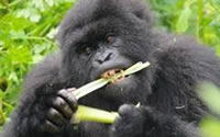Rwanda gorilla trip