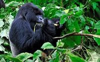 Rwanda primate safari