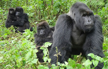 gorillas in uganda