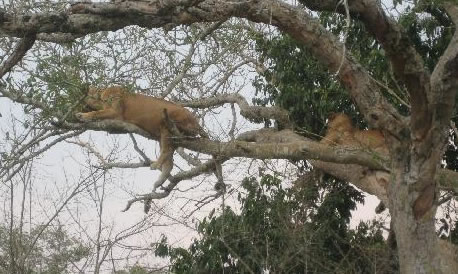 tree-lions