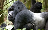 Rwanda gorilla trekking