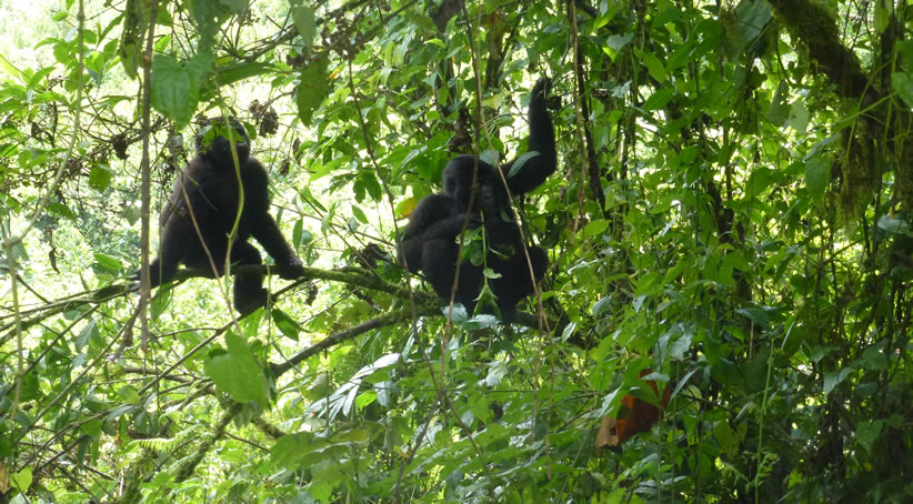 baby-gorillas