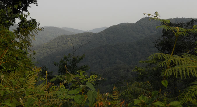 Bwindi Misty Jungles - Home to Uganda Gorillas