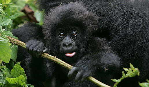 Baby Gorilla in Bwindi Impenetrable Forest