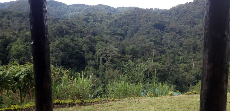 View of Bwindi National Park - UNESCO World Heritage Site