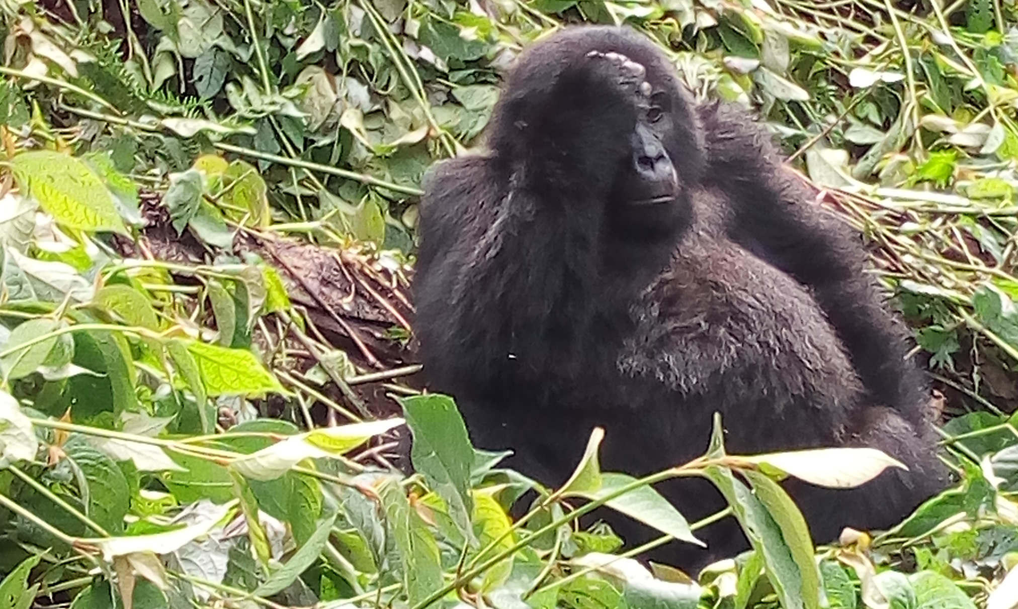 Gorilla Trekking in Bwindi National Park