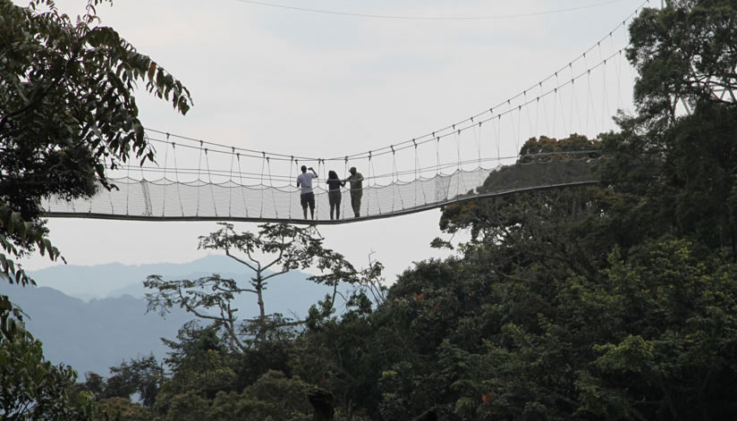 Canopy Walk - Nyungwe National Park Rwanda