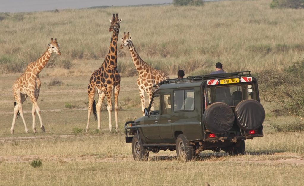 uganda safari park