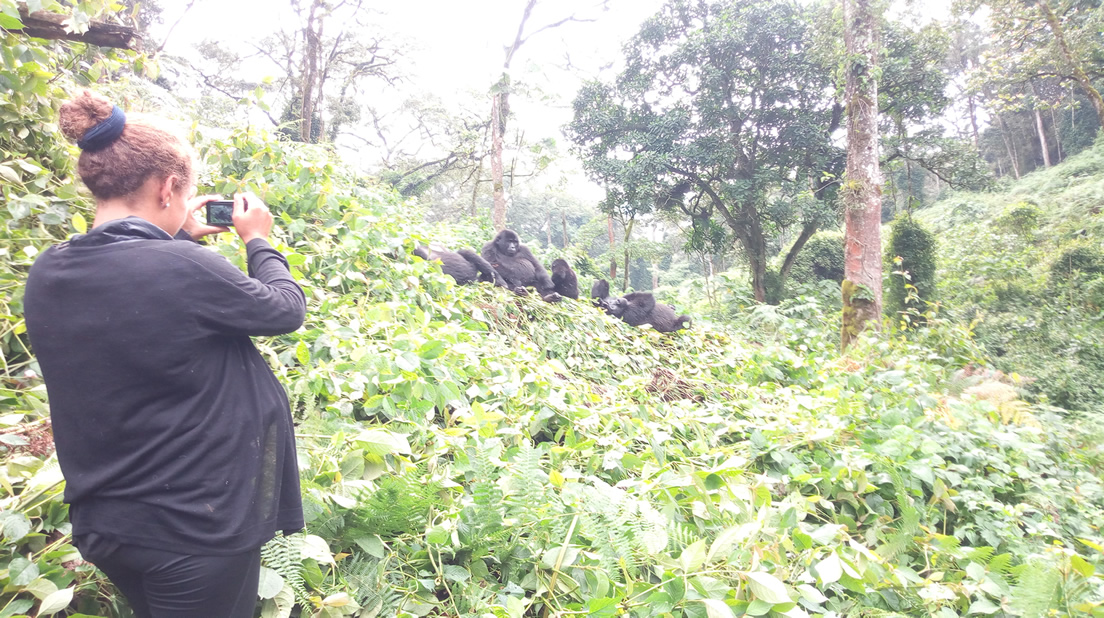 Taking Pictures of the Mountain Gorillas in Parc Nationale Des Volcans 
