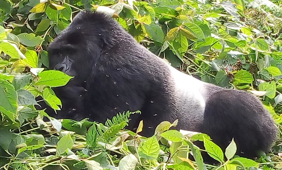 Huge Silverback Gorilla in the Jungle