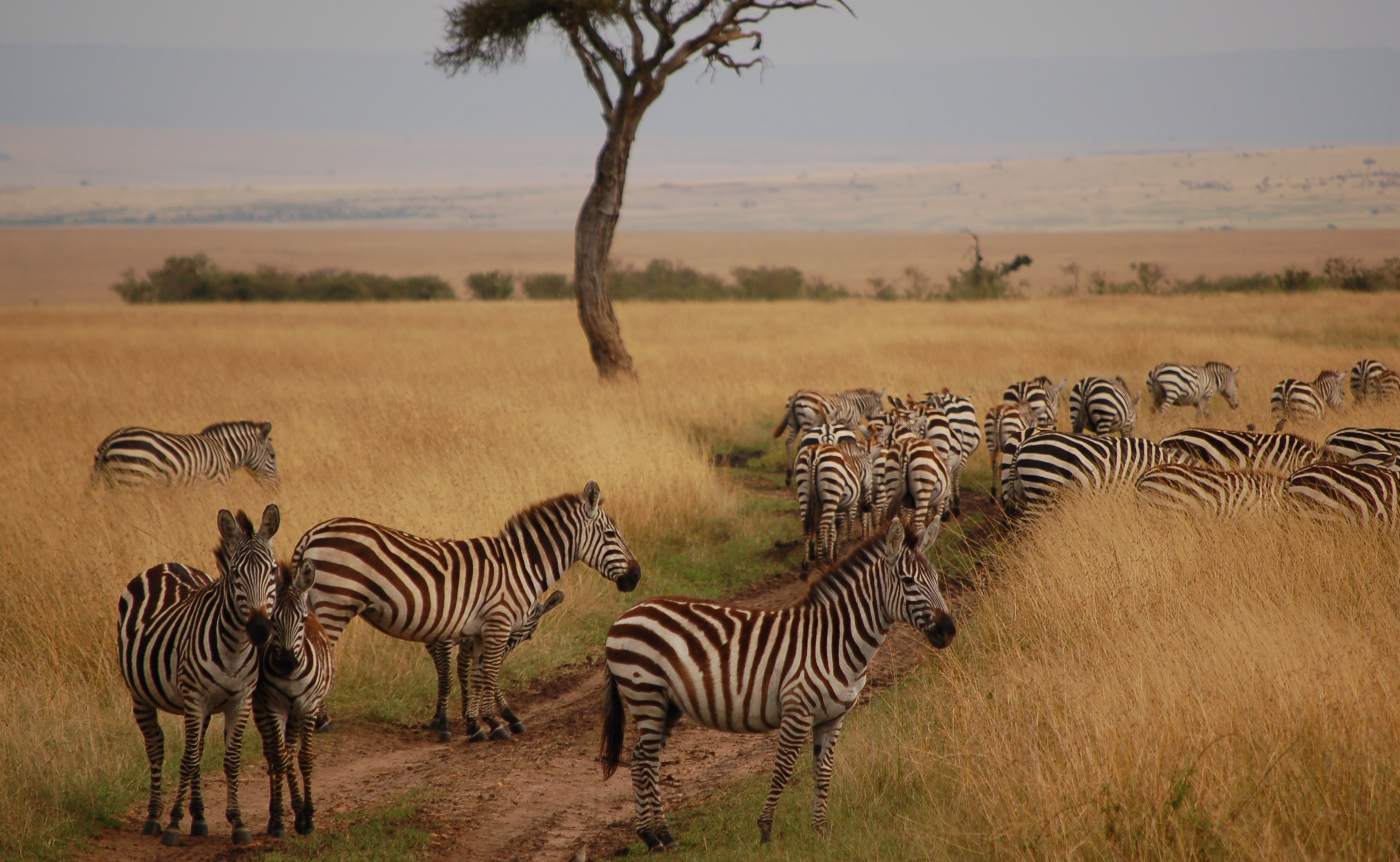 safari en el masai mara (kenya)