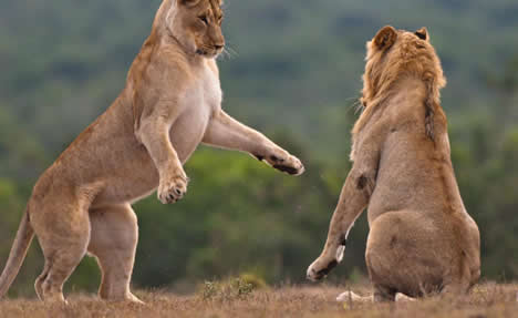 Lion Spoting on Uganda safari