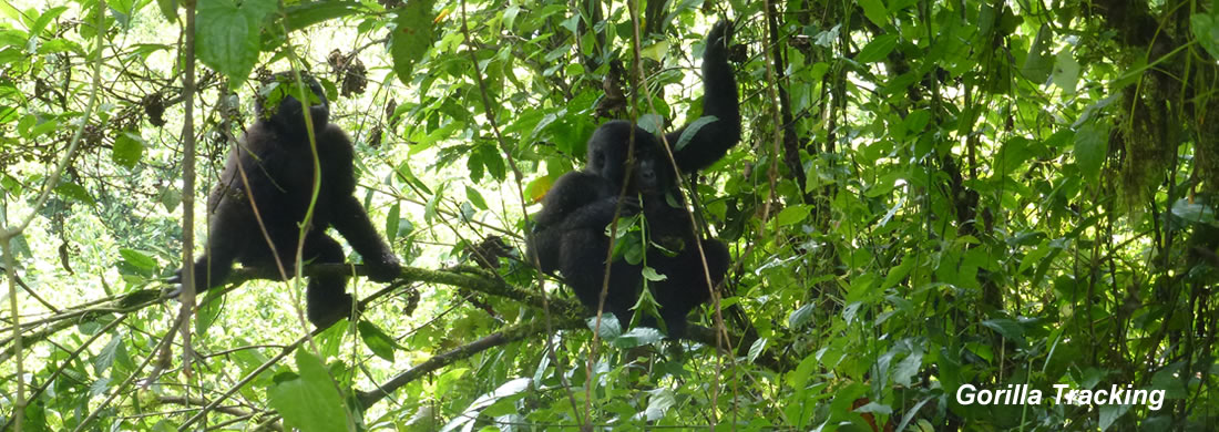 Baby Gorillas